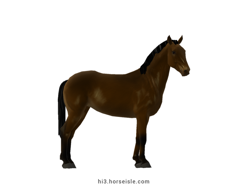 Ukrainian Saddle Horse Sooty Brown Coat